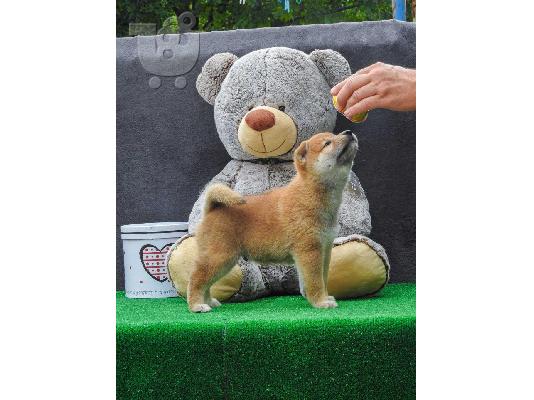 Κουτάβια Shiba inu